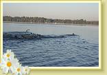 IMG_2237
